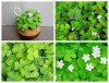 Hạt Giống Cỏ Ba Lá
